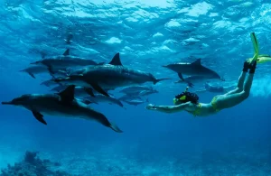 snorkeling lovina